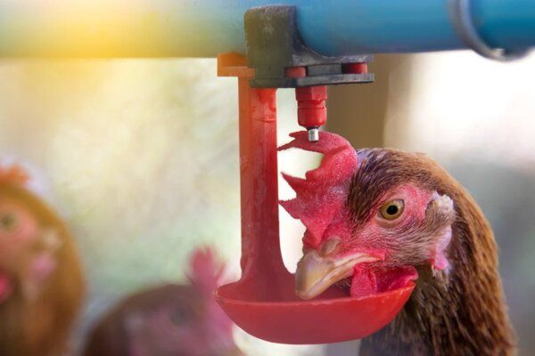 Thiết bị núm uống