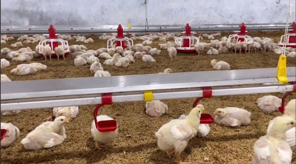 Thiết bị núm uống