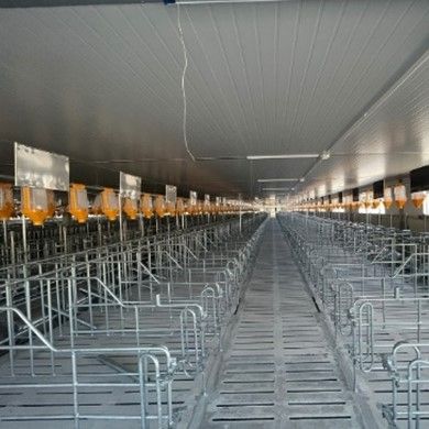 Chuồng heo mang thai sắc đặc sơn – Model: KSP221230