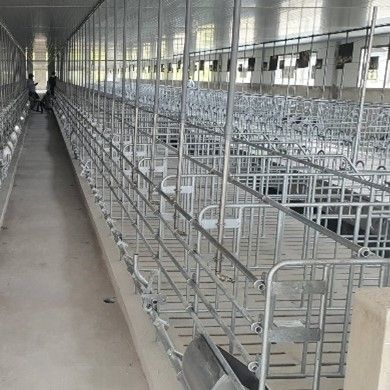 Chuồng heo mang thai sắc đặc sơn – Model: KSP221230