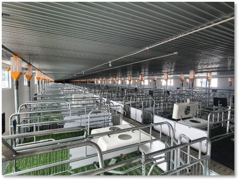 CHUỒNG HEO NÁI ĐẺ