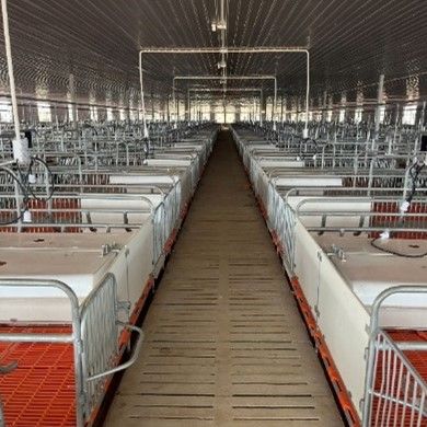 Chuồng heo nái đẻ - Model: DL24020102