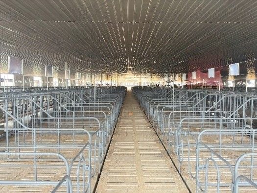 CHUỒNG HEO MANG THAI