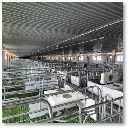 Chuồng heo nái đẻ - Model: KP241224