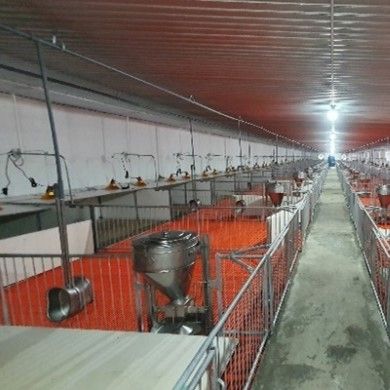 Chuồng heo cai sữa – Model: ISOMATRIC