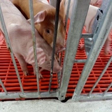 Chuồng heo cai sữa – Model: ISOMATRIC