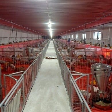 Chuồng heo cai sữa – Model: ISOMATRIC