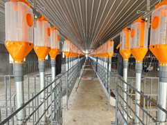 HỆ THỐNG ĂN TỰ ĐỘNG SKIOLD MINI-PORK