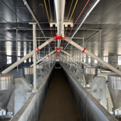 Hệ thống cấp thức ăn dạng vít tải