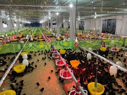 Hệ thống ăn tự động