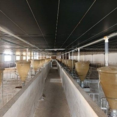 Hệ thống cấp thức ăn dạng đồng tiền (Minipork)