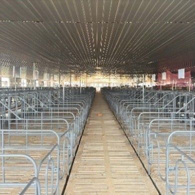 Chuồng heo mang thai sắc đặc sơn – Model: KSP221230