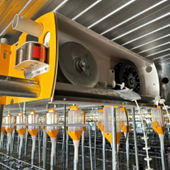 Hệ thống cấp thức ăn dạng đồng tiền (Minipork)