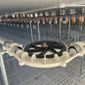 Hệ thống cấp thức ăn dạng đồng tiền (Minipork)