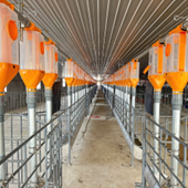 Hệ thống cấp thức ăn dạng đồng tiền (Minipork)