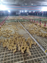 Hệ thống ăn tự động