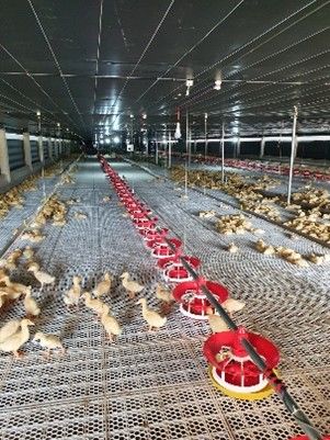 Hệ thống ăn tự động