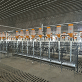 Hệ thống cấp thức ăn dạng đồng tiền (Minipork)