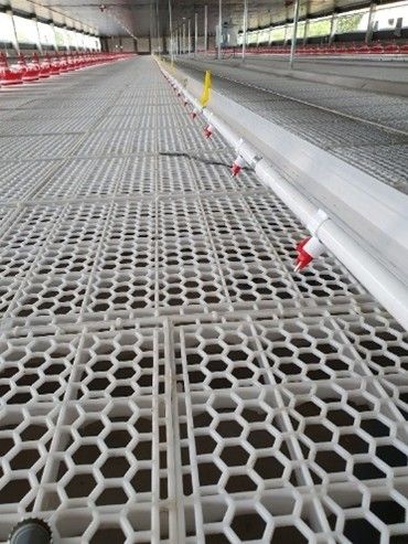 Hệ thống cây núm uống cho vịt tự động