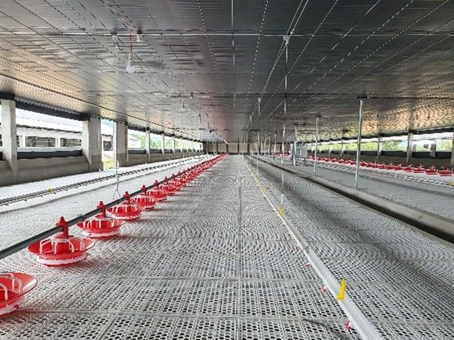 Hệ thống cây núm uống cho vịt tự động