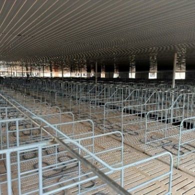 Chuồng heo mang thai sắc đặc sơn – Model: KSP221230