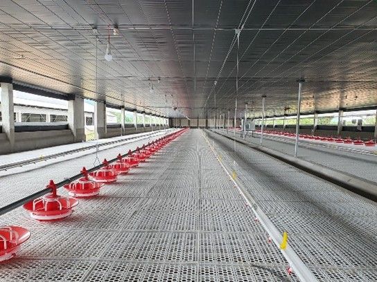 Hệ thống cây núm uống cho vịt tự động