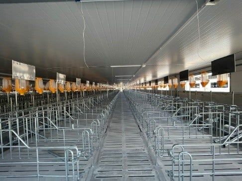 CHUỒNG HEO MANG THAI