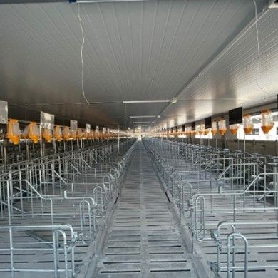 Chuồng heo mang thai sắc đặc sơn – Model: KSP221230