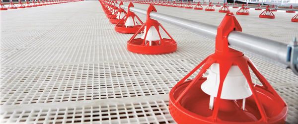 Tấm nhựa lót sàn chuồng trại chăn nuôi