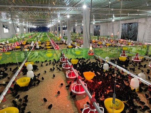 Thiết bị trại gà