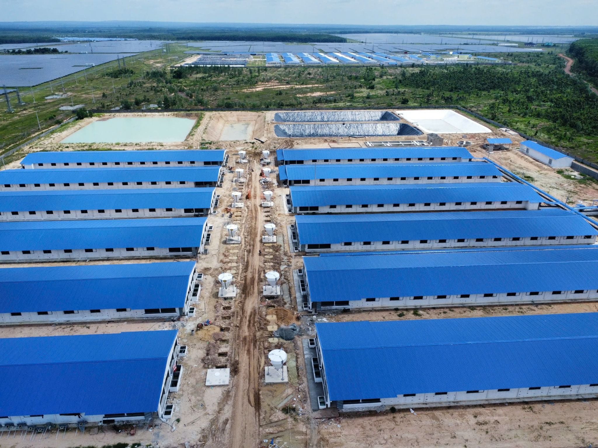 Trại tân tiến phát tây ninh 12.000 heo thịt và heo cai sữa