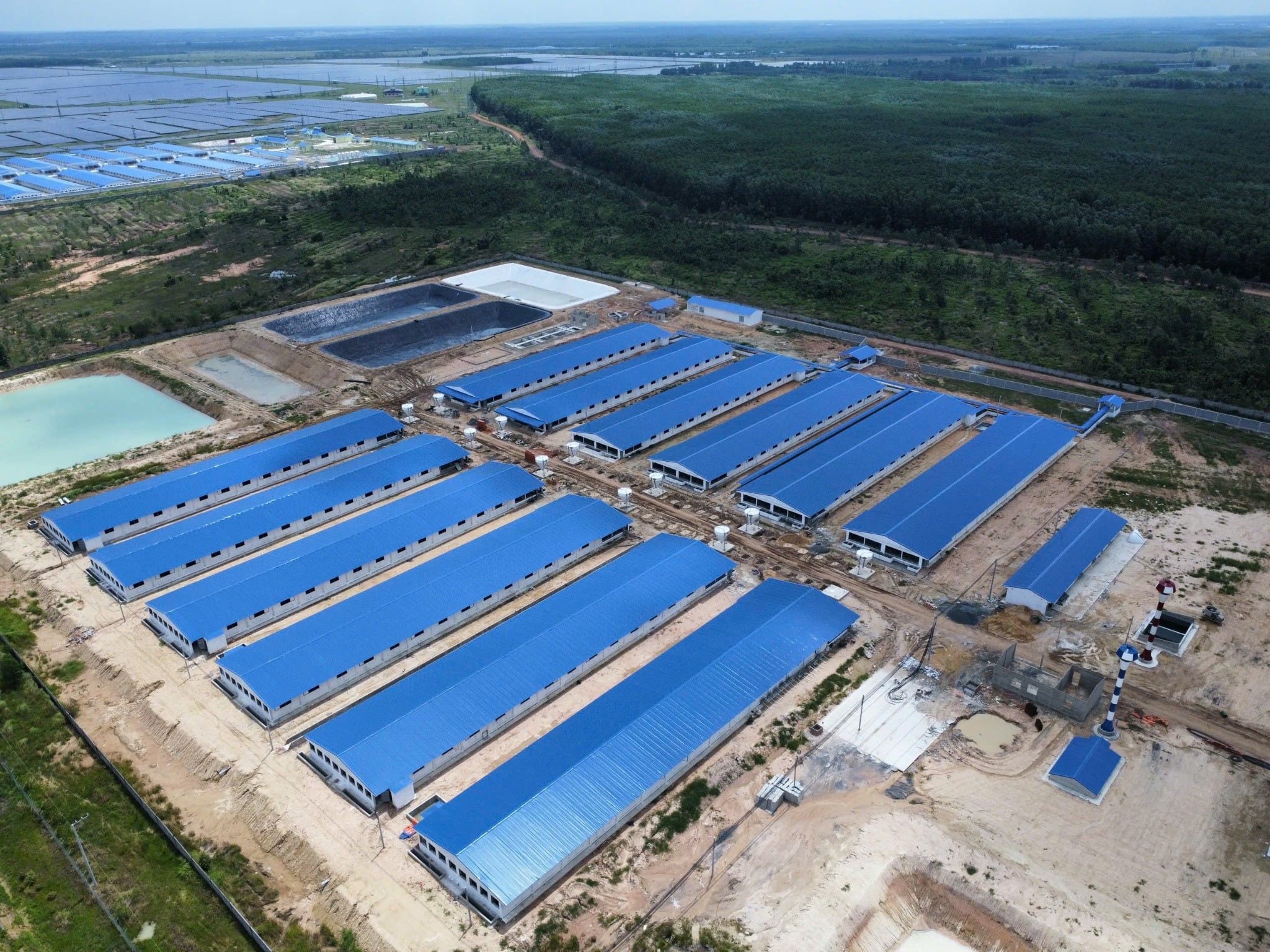 Trại tân tiến phát tây ninh 12.000 heo thịt và heo cai sữa