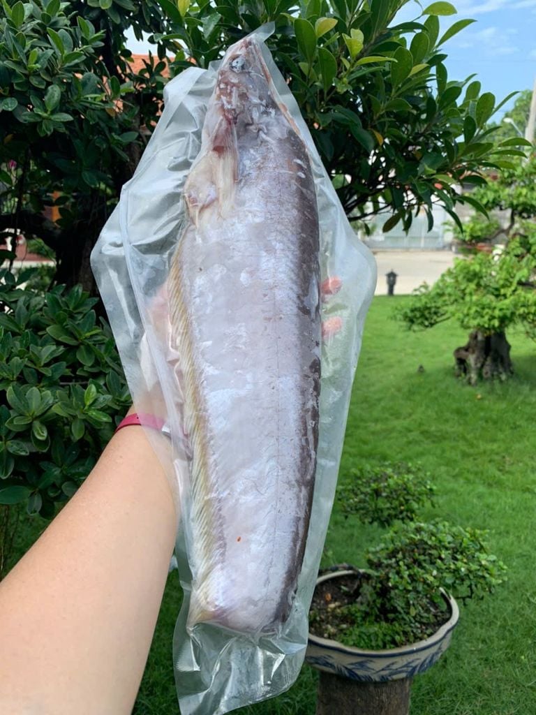 Cá Kết 1 Nắng Size Đại