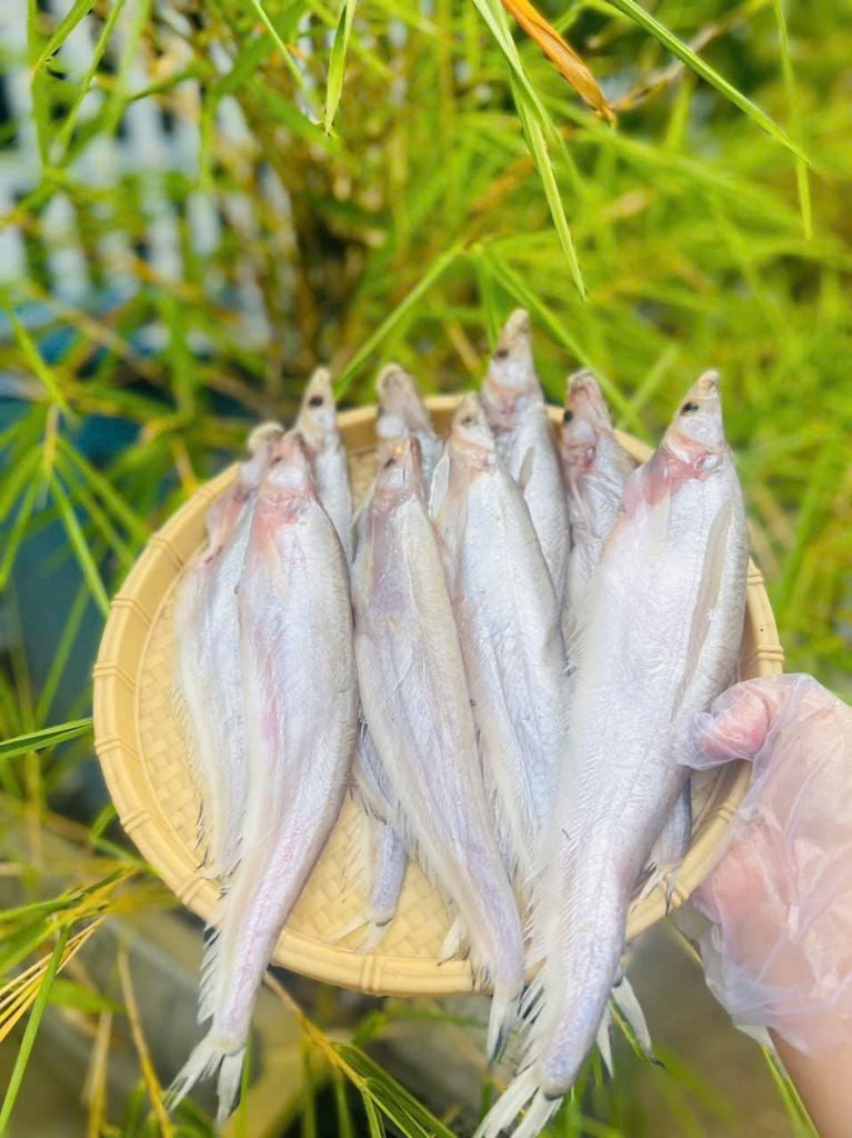 Cá Kết Campuchia 1 Nắng - 1Kg