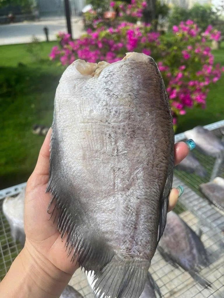 Cá Sặc Campuchia 1 Nắng Size Đại