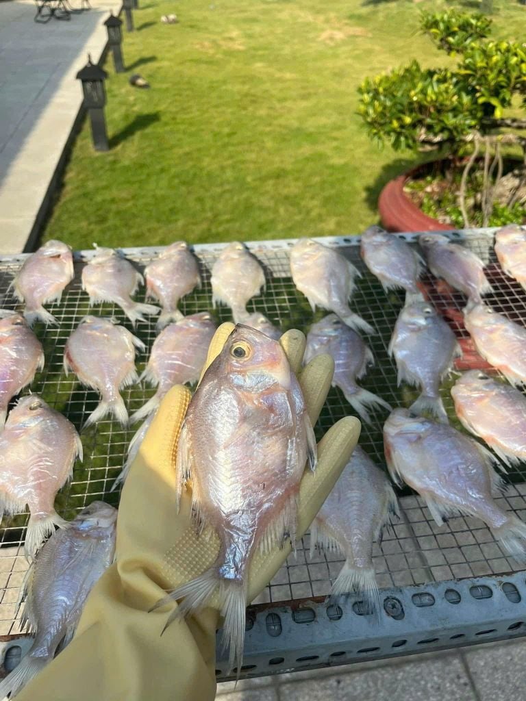 Khô Cá Sơn Campuchia 1 Nắng - 1KG