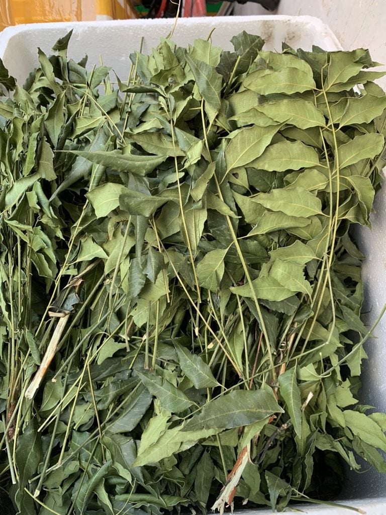 Lá Sầu Đâu Phơi Khô Dùng Nấu Uống - 500Gram