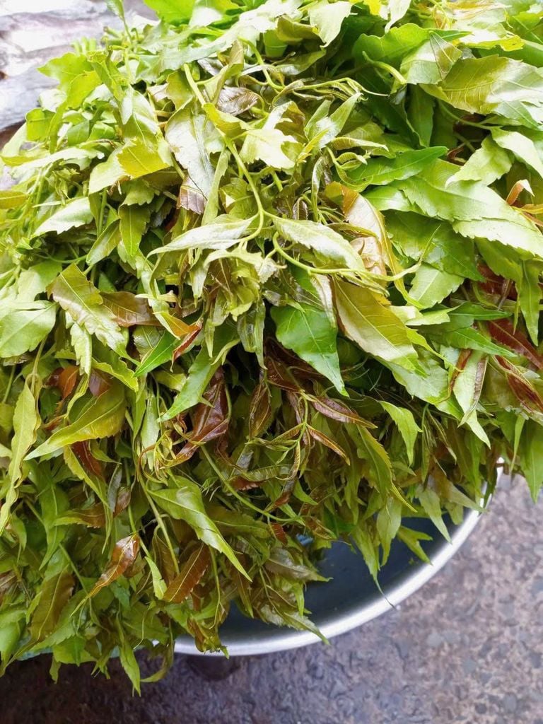 Rau Sầu Đâu - 500G