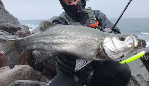 Cần câu TRANSCENDENCE Empinado91S+ Rev2.0