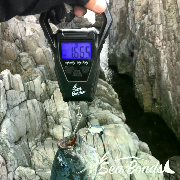 CÂN CÁ ĐIỆN TỬ SEABONDS 50KG