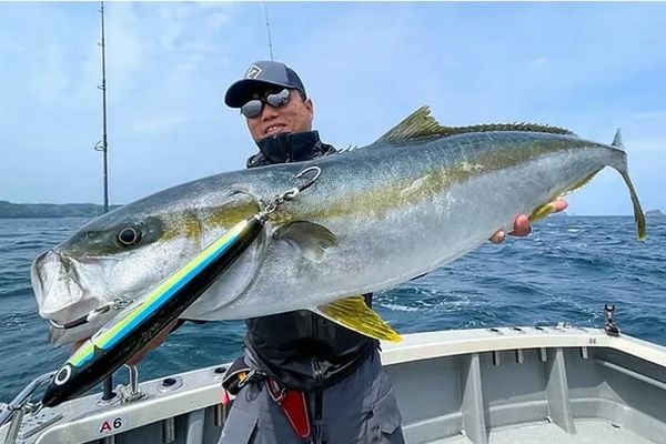 Cần câu TRANSCENDENCE Ghibli80S