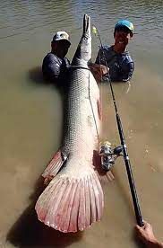 Cần câu TRANSCENDENCE Monsterfin70S