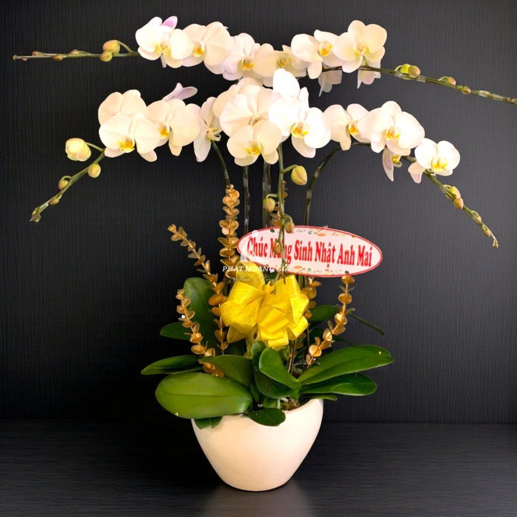 Hoa Lan Hồ Điệp - Chậu Lan Hồ Điệp An Nhiên - 23426