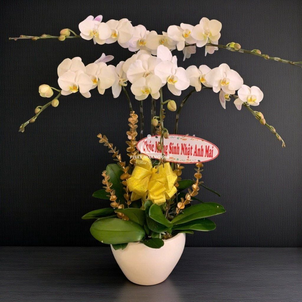 Hoa Lan Hồ Điệp - Lan Hồ Điệp Hồng Phát 1 - 23916