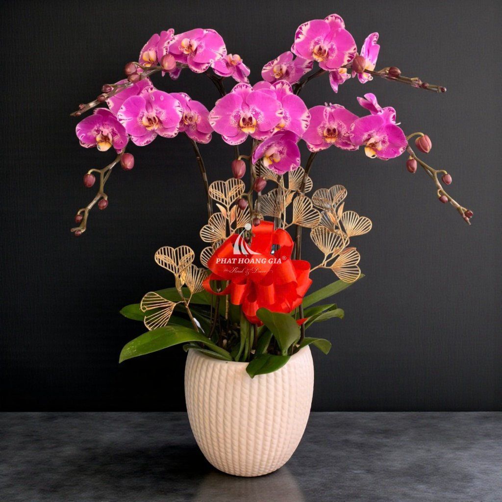 Hoa Lan Hồ Điệp - Chậu Lan Hồ Điệp An Nhiên 4 - 23930