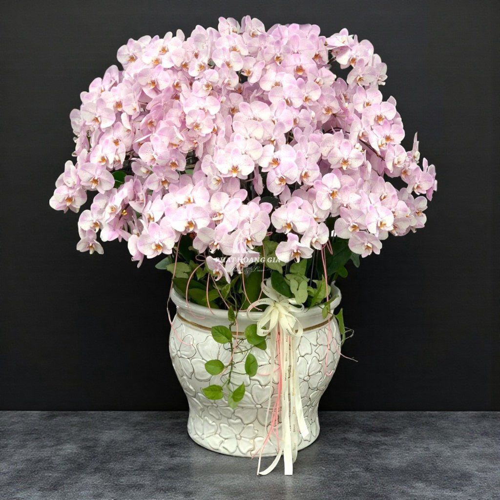 Hoa Lan Hồ Điệp - Chậu Lan Hồ Điệp An Nhiên 3 - 23439