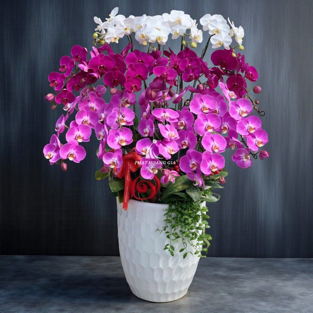 Hoa Lan Hồ Điệp - Chậu Lan Hồ Điệp An Nhiên 2 - 23427