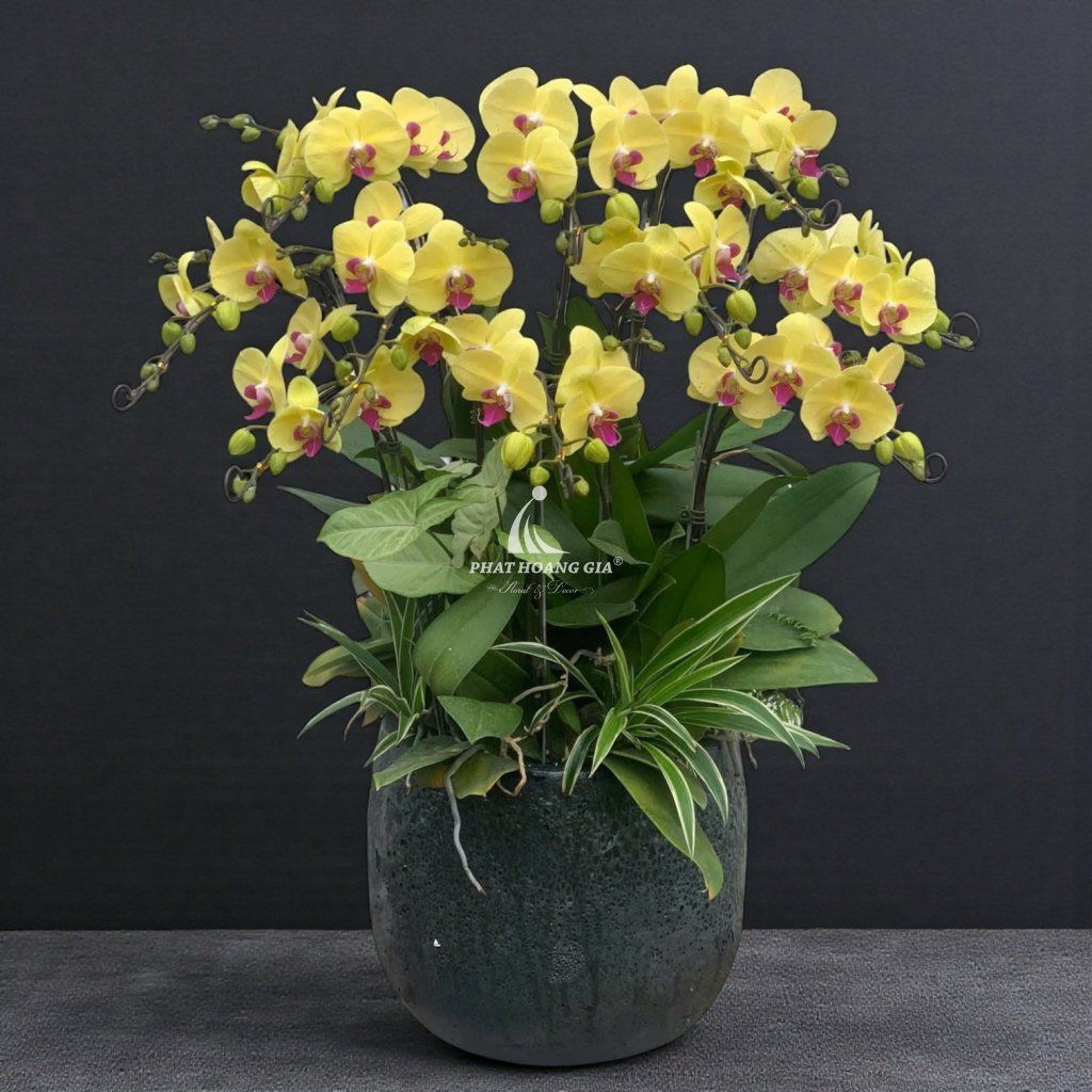 Hoa Lan Hồ Điệp - Chậu Lan Hồ Điệp Phồn Thịnh - 24700