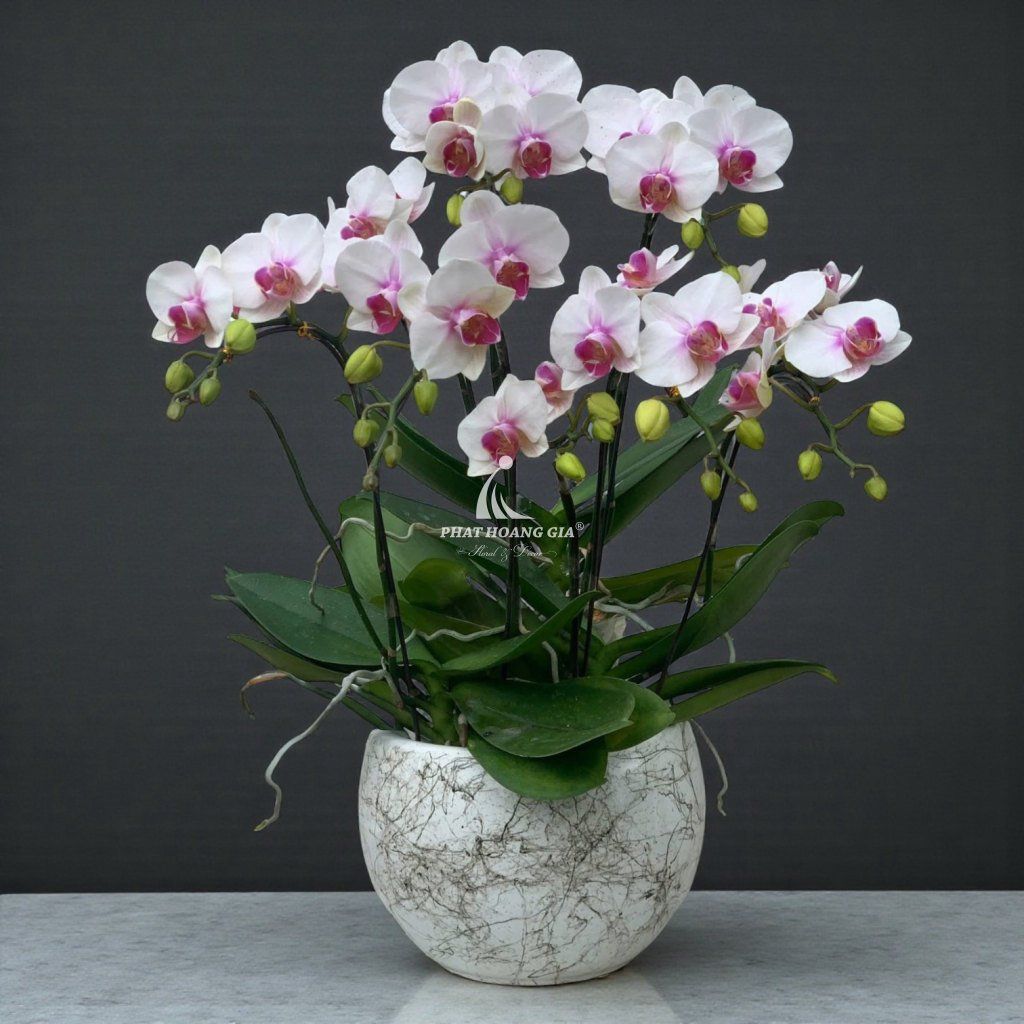 Hoa Lan Hồ Điệp - Chậu Lan Hồ Điệp Hưng Thịnh - 24725