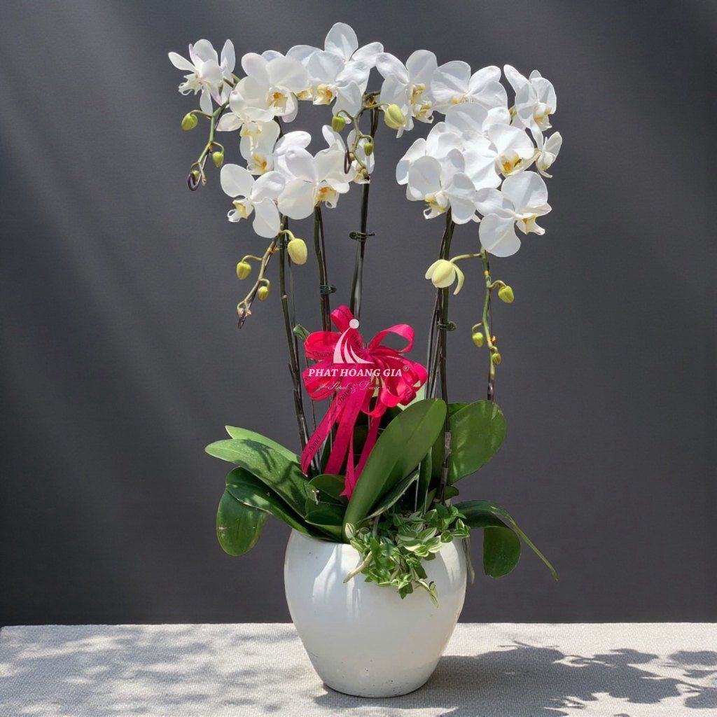 Hoa Lan Hồ Điệp - Chậu Lan Hồ Điệp An Nhiên 5 - 24756